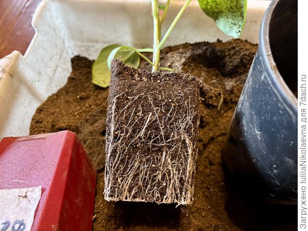 Корни за две недели