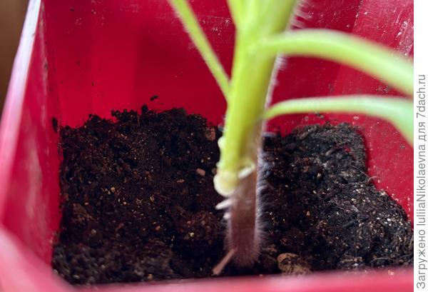 В боковой разрез прививальщика с кривыми руками. Толи клипса съехала, толи бакл сбежать пытался. Уж как он и прирос вообще не понятно🙈