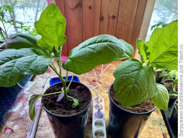 Ну, как-то так🤷‍♀️