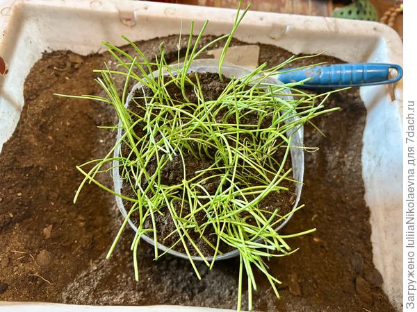 Подстригла немного и замульчировала свежим грунтом