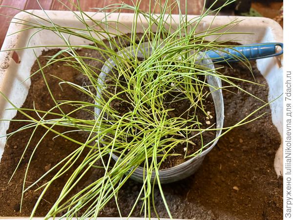 Вот такой лохматый