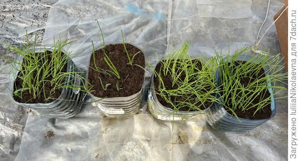 Вынесла в теплицу. Пусть привыкает. Морозов в ближайшие дни не обещают