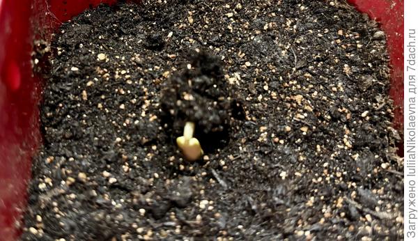 Только что обнаружила петельки в двух стаканах. Чинос посев 12.04, и Конни посев 14.04. Рекорд! Сухими семенами, всохд 2 дня😳