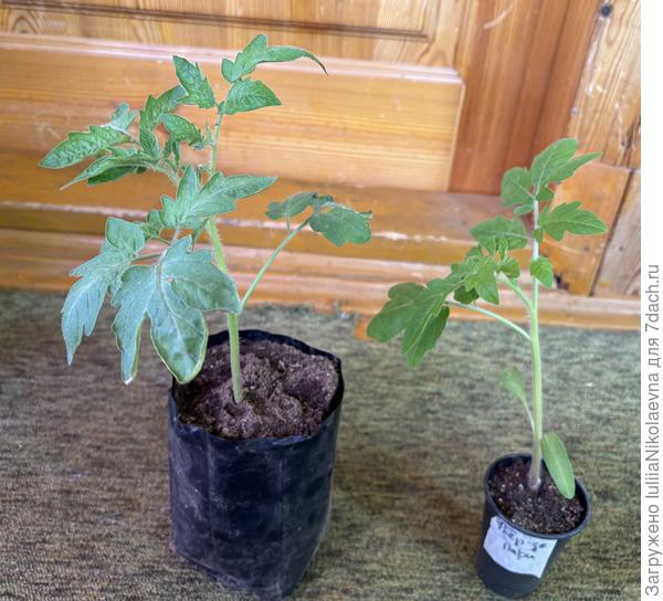 Посев 20 марта. Начала переваливать из 0,2 в 1л