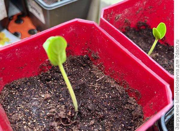 Хорошо место для подсыпки оставила