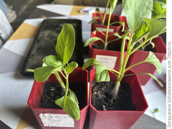 В боковой разрез. Левый в две головы пошёл