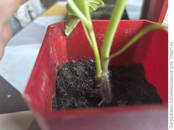 В боковой. В две головы баклажан пошёл. Каким образом он вообще прилип не понятно😜