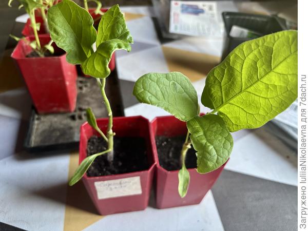 Копулировкой