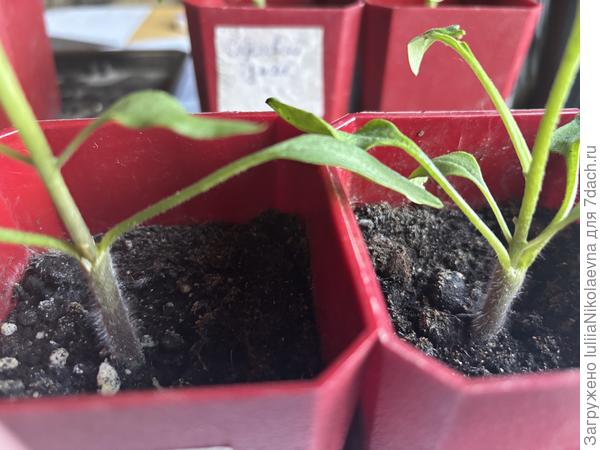 Уколом. Место прививки