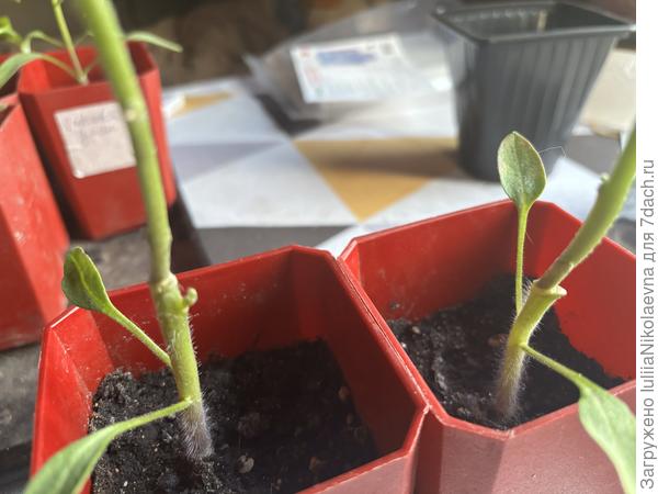 Копулировкой. Место прививки. Правому далеко до эталона😊