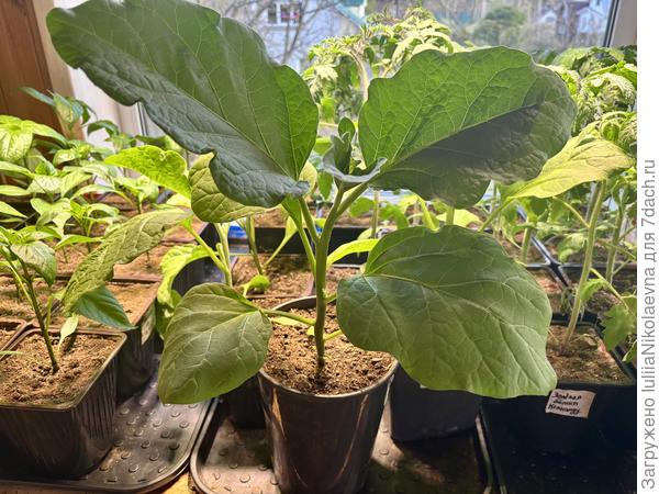 Баклажанчик в трёхлитровом стаканчике😊