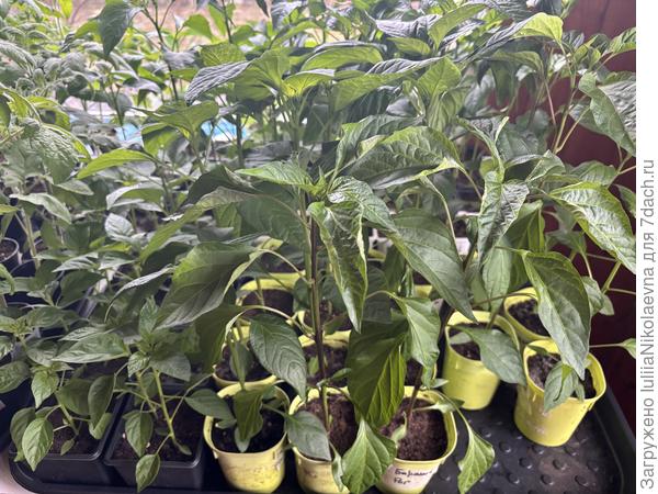 Вот такие вымахали. Сеяла 3 марта