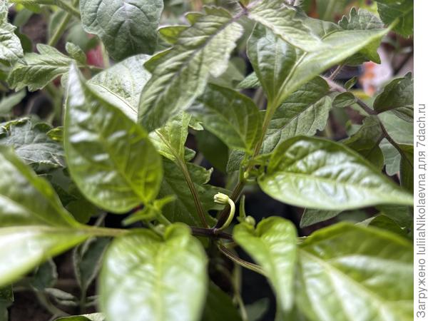 Начинают выкидывать цветоносы