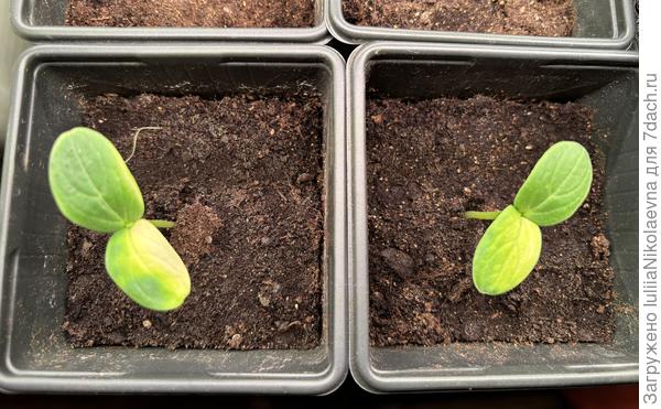 Герман, вариегатные семядоли