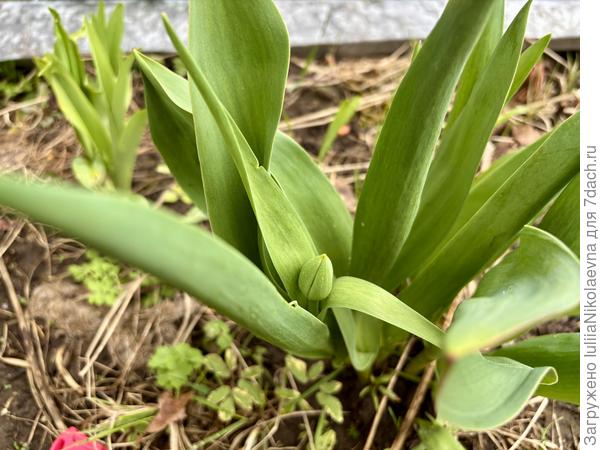 У дома тюльпан проснулся