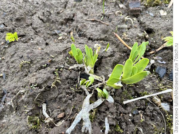 Во! Слизун вылезать начал