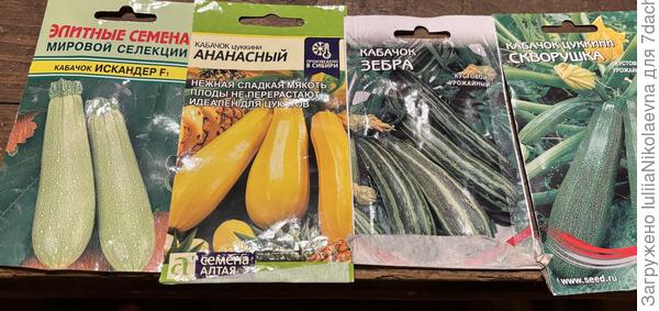 Кабачки вот такие будут. Зебра и Скворушка постоянные жители моего огорода. Неприхотливы. Если вы ещё не определились, то очень советую Искандер. Вкусный. Даже в сыром виде очень съедобный😊