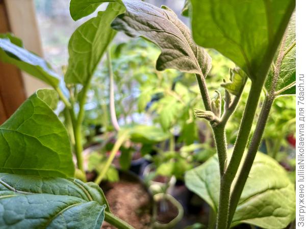 Бутон баклажана