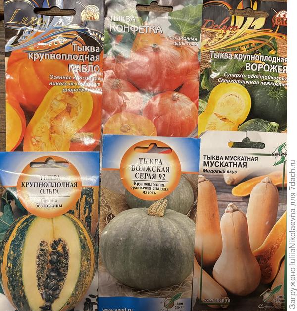 Ольга - уже не один год из своих семян. Голосемянная. Не нашла семена лучшей тыквы прошлого года - мускатная семейная. Собрала семена и потеряла😭