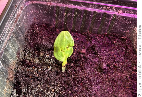 Виновник очередной паники. Никак не мог вторую семядолю из земли вытащить. В итоге она отвалилась и стоит страшненький с одной семядолей. А ему на смену жду всходов целого десятка😜