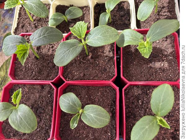 Мои сегодня