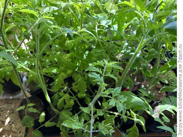 Того и гляди, что из зарослей выпрыгнет обезьяна какая-нибудь🤣