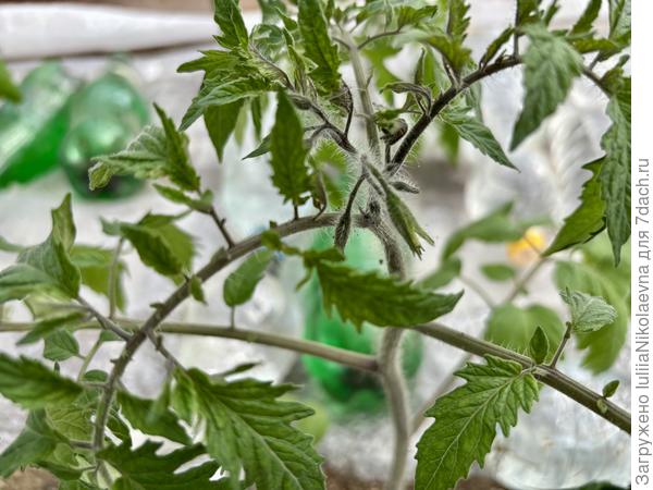 Гном Розовая Пантера бутончики набрал