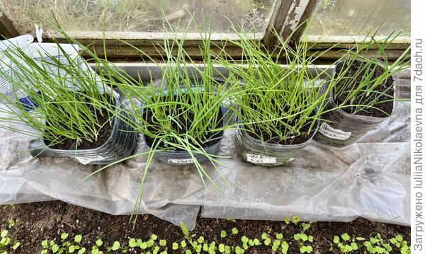 Первая и вторая банка Эксибишн. Во второй банке всходы были хуже. Зато ему посвободнее и перо чуть мощнее получается