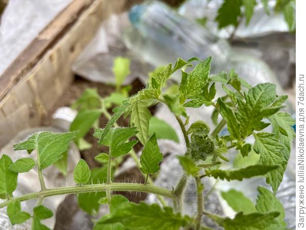 Тут на макушке узелок. Толи хочет махровый цветок выпустить, толь завершковаться пытается. Не понятно Мока что жто