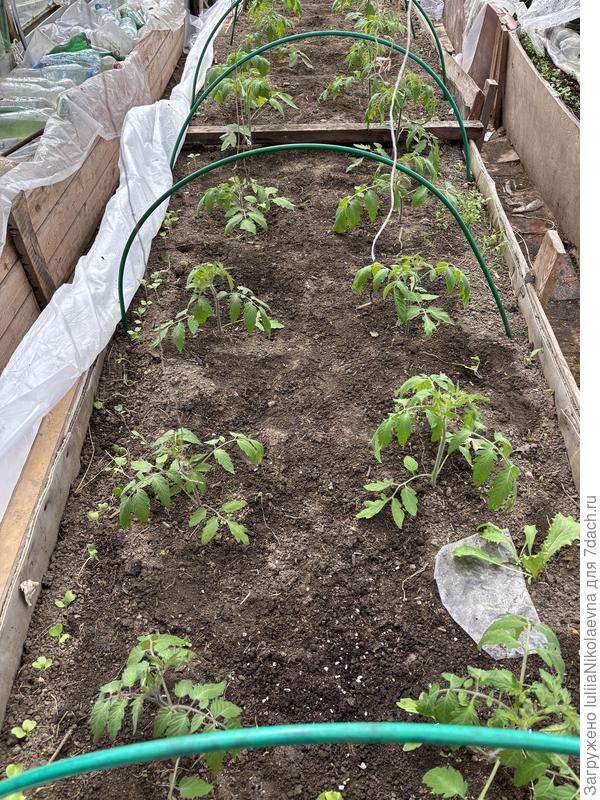 Без укрытия перед поливом