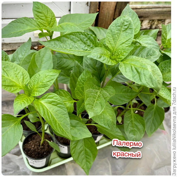 Перцы в 0,2л. Продано😊