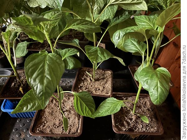 Перцы в 2л горшках