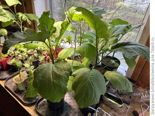 Баклажанчики😊