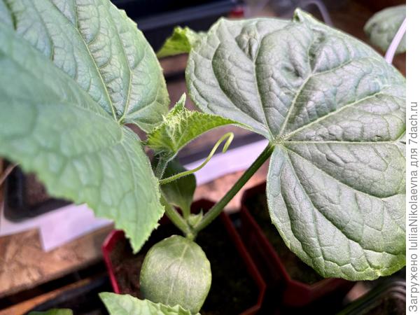 Конни усы выкинул, на грядку хочет