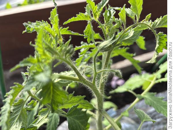 Посев 20 марта, в грунте с 16 апреля.