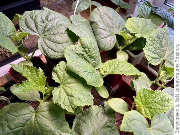 Посев 14 апреля