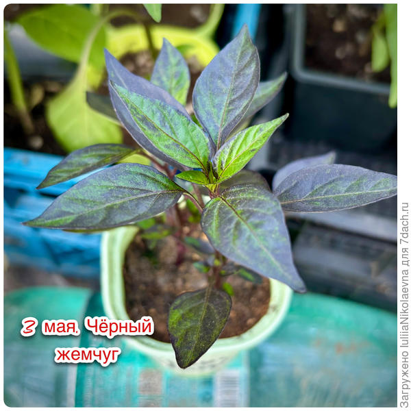 Такая козявка