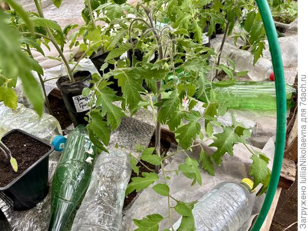 Томат высажен 16 апреля