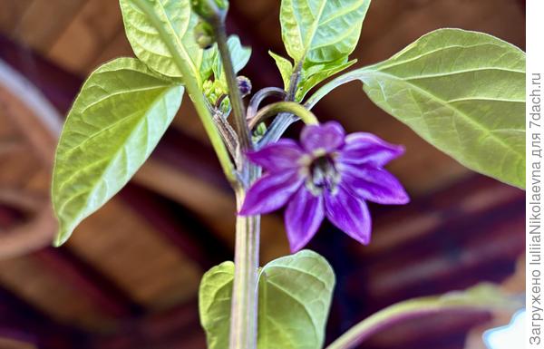 Фиолетовый дракон