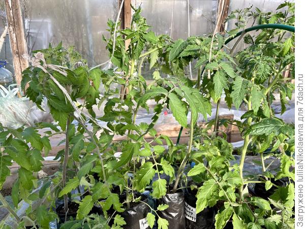 Рассада. Посев 20 марта