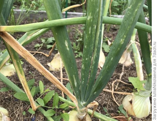 Поврежденное перо