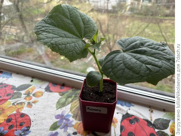 Вот такие были 5 мая