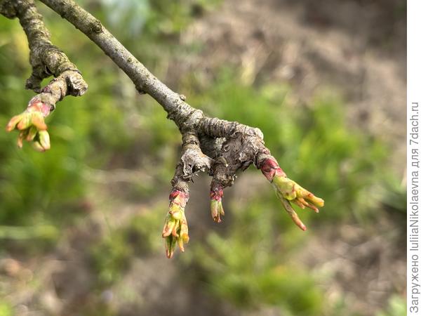Почки на яблоне