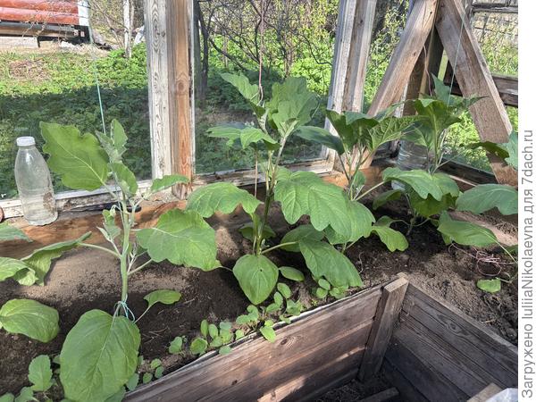 Баклажанчики.