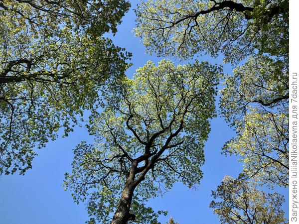 Юная листва на древних клёнах.