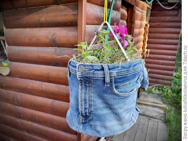 Во! Вчера петунию в пятилитровое ведёрко посадила. Но ведро белое, некрасивое. Надела на него джинсы🤪