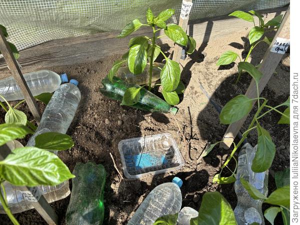 Поставила плошку, насыпала Слизниеда🤷♀️