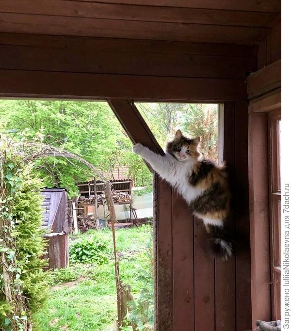 Сторож дома на посту