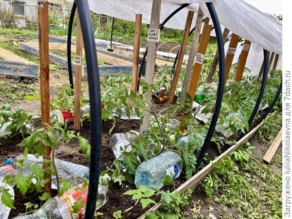 Вот такие томаты