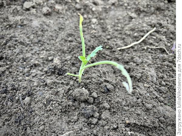 Брокколи Лакки. Листочки сгрыз, только палочки оставил